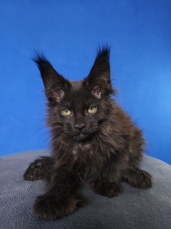 Hella Akbars (polydactyl 66/66) - Kitten maine-coon 2 months 0.5 weeks