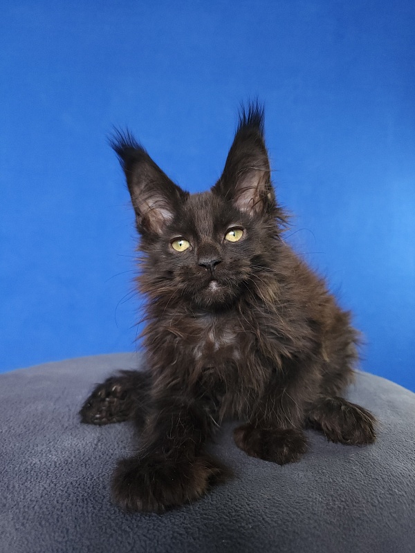 Hella Akbars (polydactyl 66/66) - Kitten maine-coon 2 months 0.5 weeks