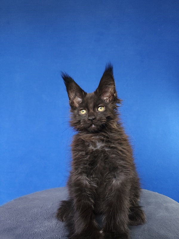 Hella Akbars (polydactyl 66/66) - Kitten maine-coon 2 months 0.5 weeks