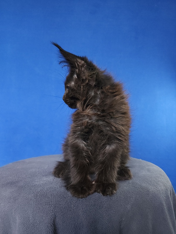 Hella Akbars (polydactyl 66/66) - Kitten maine-coon 2 months 0.5 weeks