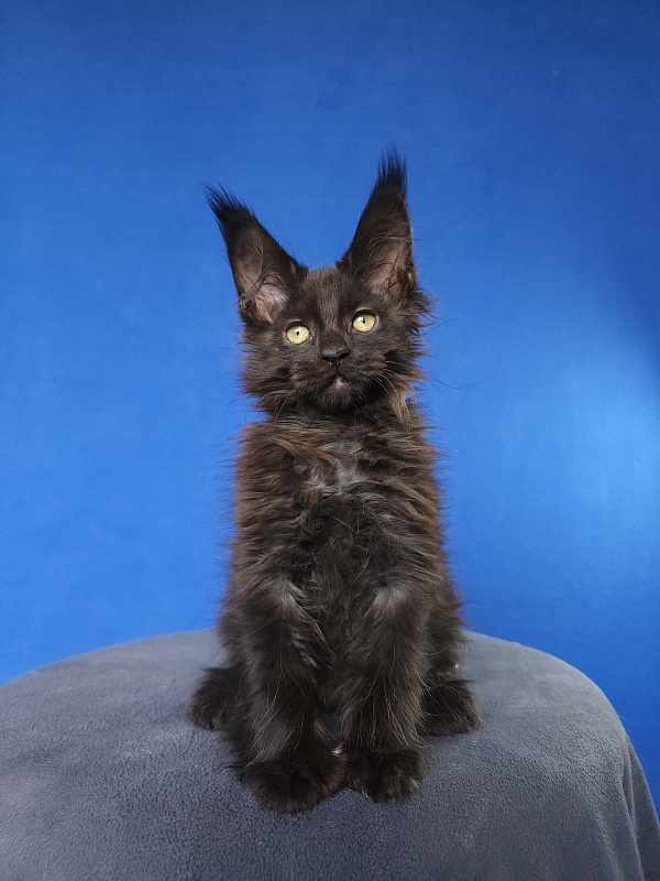 Hella Akbars (polydactyl 66/66) - Kitten maine-coon 2 months 0.5 weeks