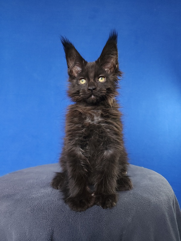 Hella Akbars (polydactyl 66/66) - Kitten maine-coon 2 months 0.5 weeks