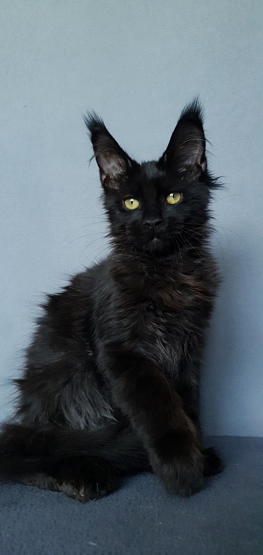Hella Akbars (polydactyl 66/66) - Kitten maine-coon 3 months 3 weeks