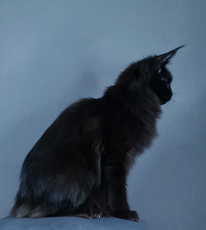 Hella Akbars (polydactyl 66/66) - Kitten maine-coon 5 months 4 weeks
