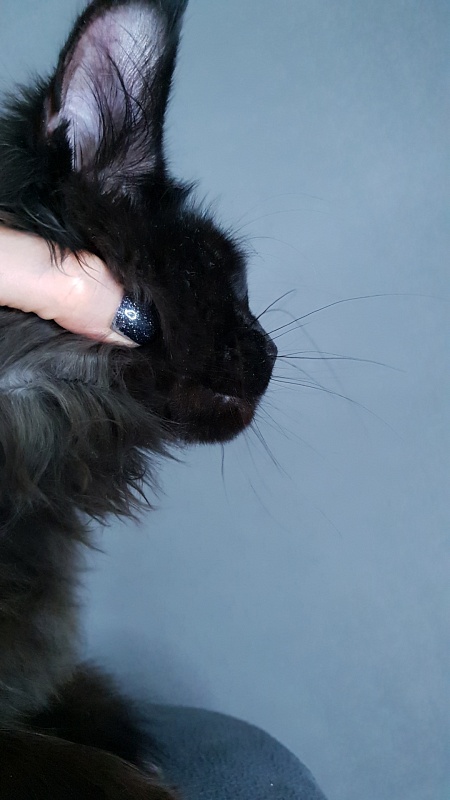 Hella Akbars (polydactyl 66/66) - Kitten maine-coon 5 months 4 weeks