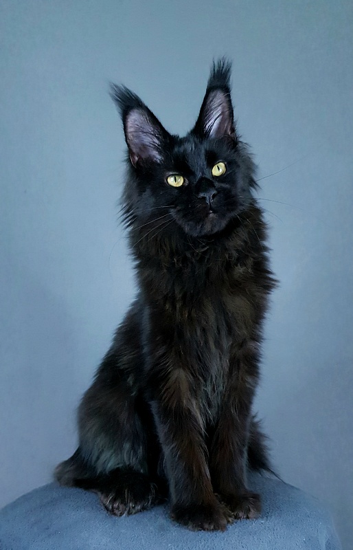 Hella Akbars (polydactyl 66/66) - Kitten maine-coon 5 months 4 weeks