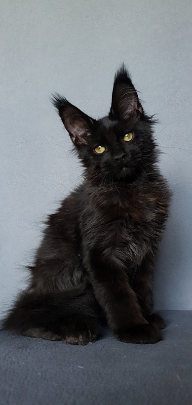 Hella Akbars (polydactyl 66/66) - Kitten maine-coon 3 months 3 weeks