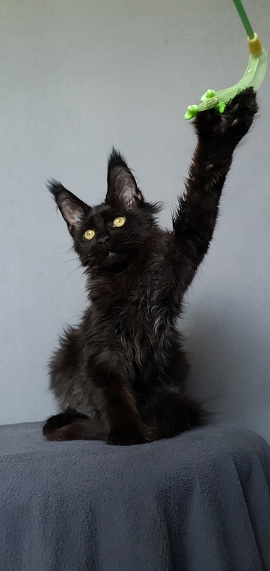 Hella Akbars (polydactyl 66/66) - Kitten maine-coon 3 months 3 weeks