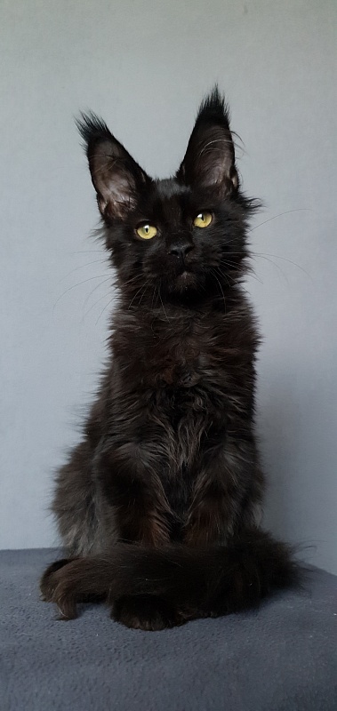 Hella Akbars (polydactyl 66/66) - Kitten maine-coon 3 months 3 weeks