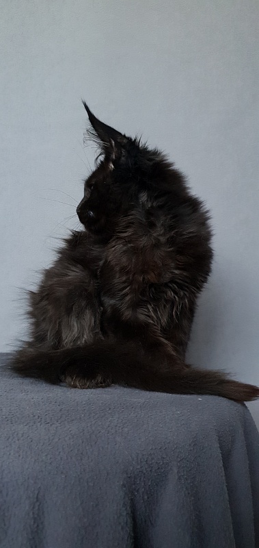 Hella Akbars (polydactyl 66/66) - Kitten maine-coon 3 months 3 weeks
