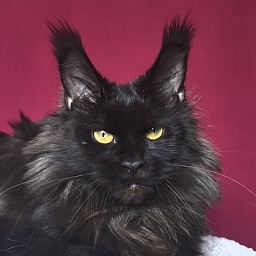 Hella Akbars (polydactyl 66/66)