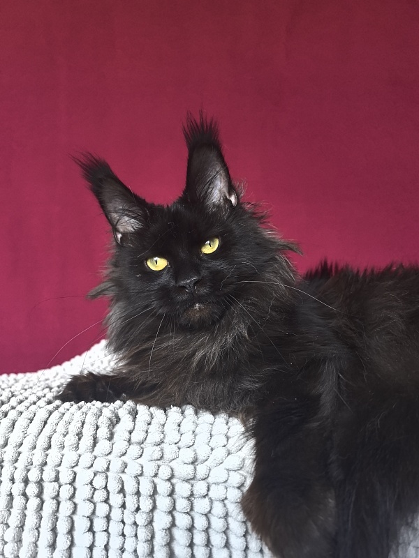 Hella Akbars (polydactyl 66/66) - Adult maine-coon 1 year 7 months 3 weeks