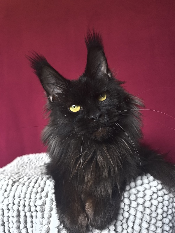 Hella Akbars (polydactyl 66/66) - Adult maine-coon 1 year 7 months 3 weeks