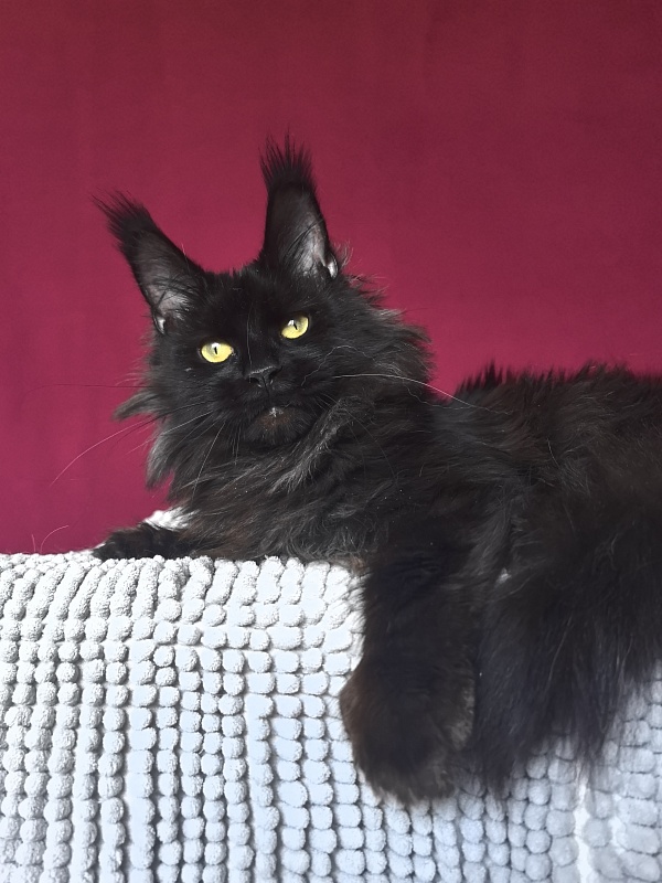 Hella Akbars (polydactyl 66/66) - Adult maine-coon 1 year 7 months 3 weeks