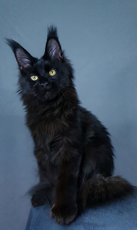 Hella Akbars (polydactyl 66/66) - Kitten maine-coon 5 months 4 weeks