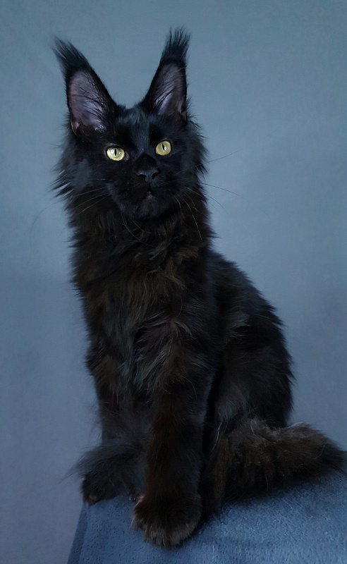 Hella Akbars (polydactyl 66/66) - Kitten maine-coon 5 months 4 weeks