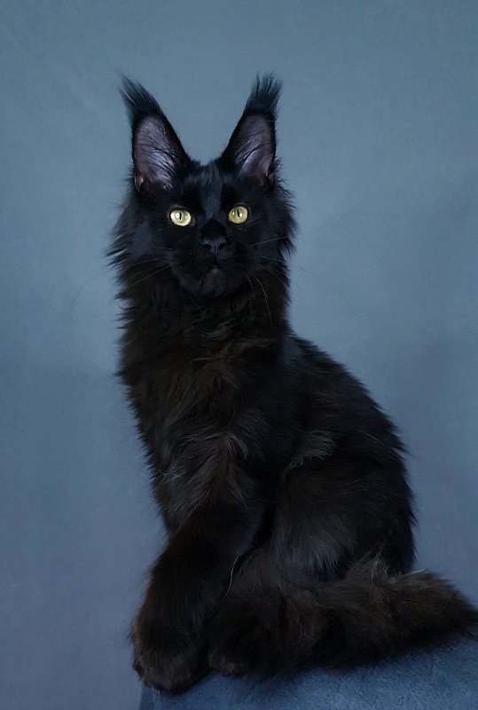 Hella Akbars (polydactyl 66/66) - Kitten maine-coon 5 months 4 weeks