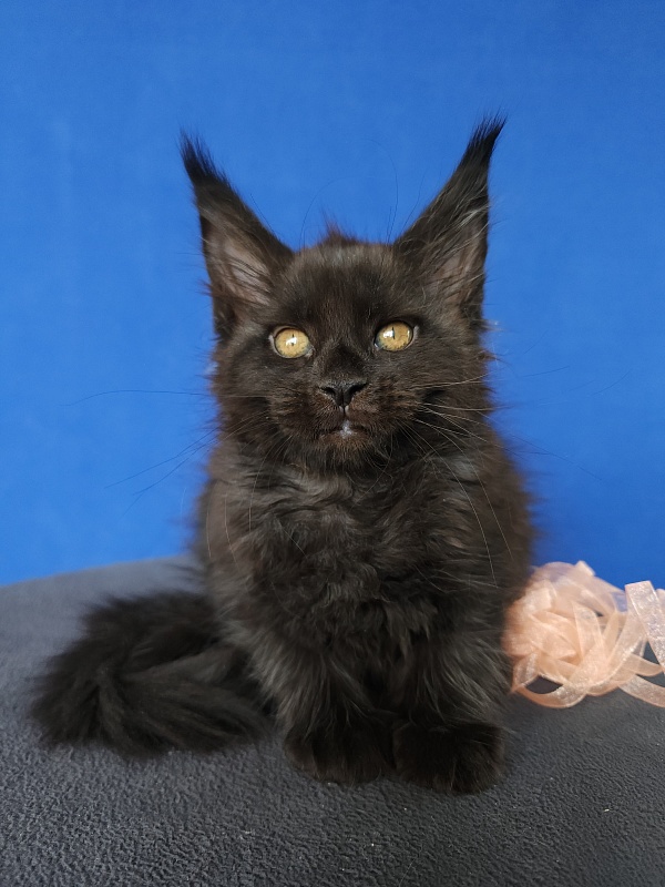 Zolushka  Akbars - Kitten maine-coon 1 month 3.5 weeks