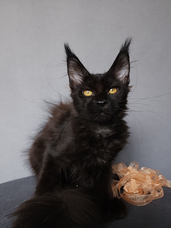 Zolushka  Akbars - Kitten maine-coon 3.5 months