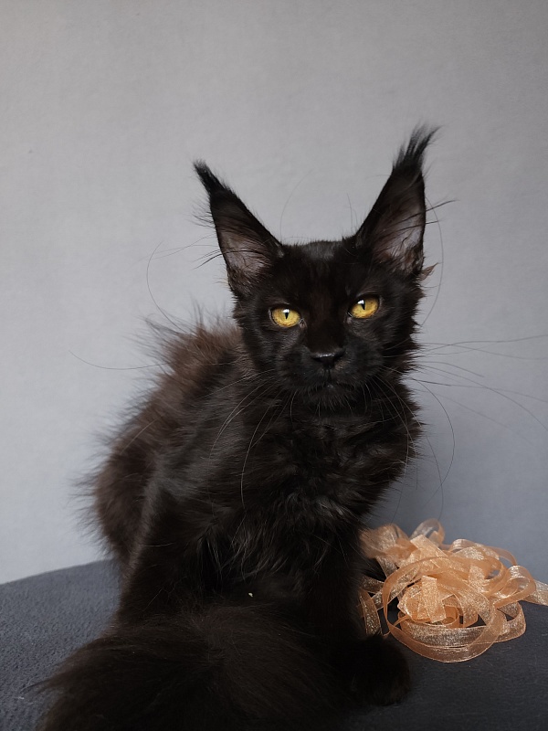 Zolushka  Akbars - Kitten maine-coon 3.5 months