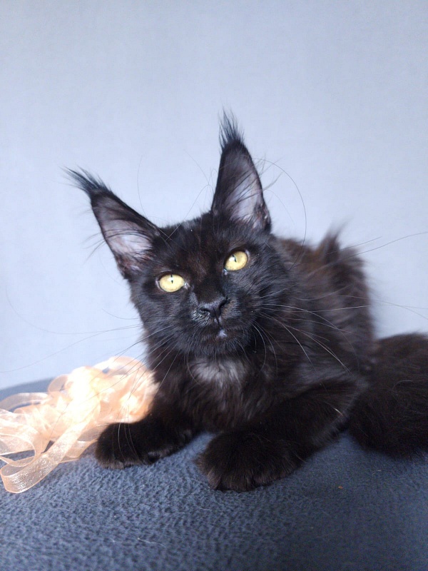 Zolushka  Akbars - Kitten maine-coon 3 months 3.5 weeks