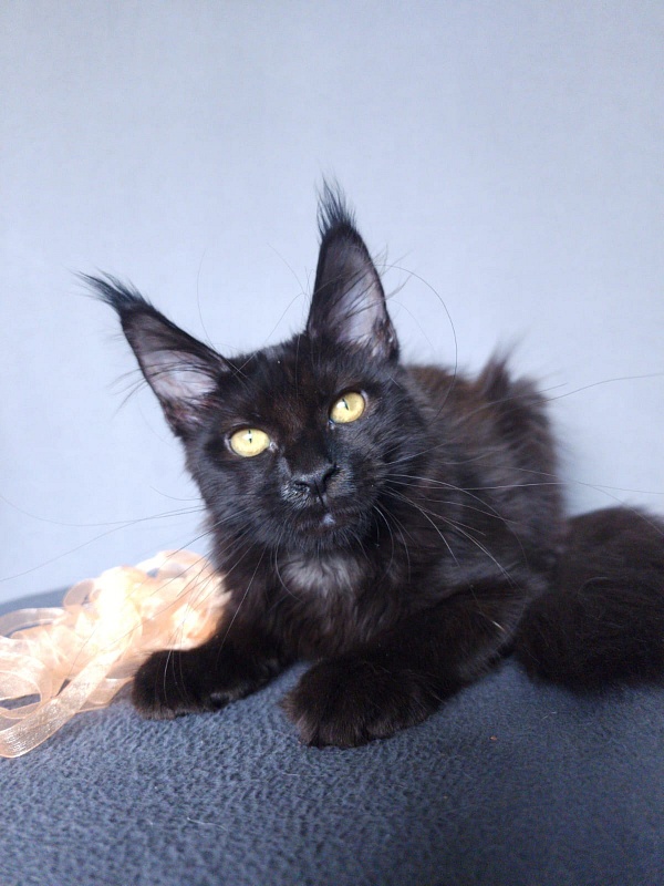 Zolushka  Akbars - Kitten maine-coon 3 months 3.5 weeks