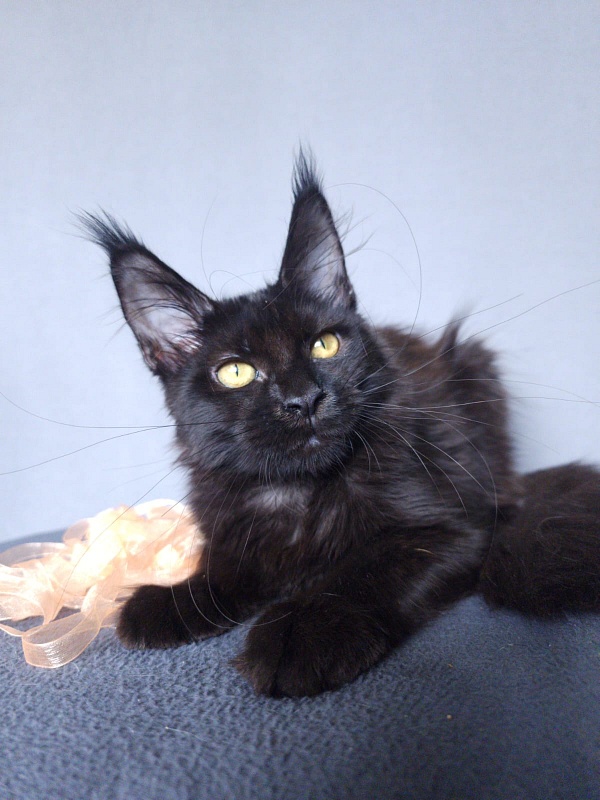 Zolushka  Akbars - Kitten maine-coon 3 months 3.5 weeks