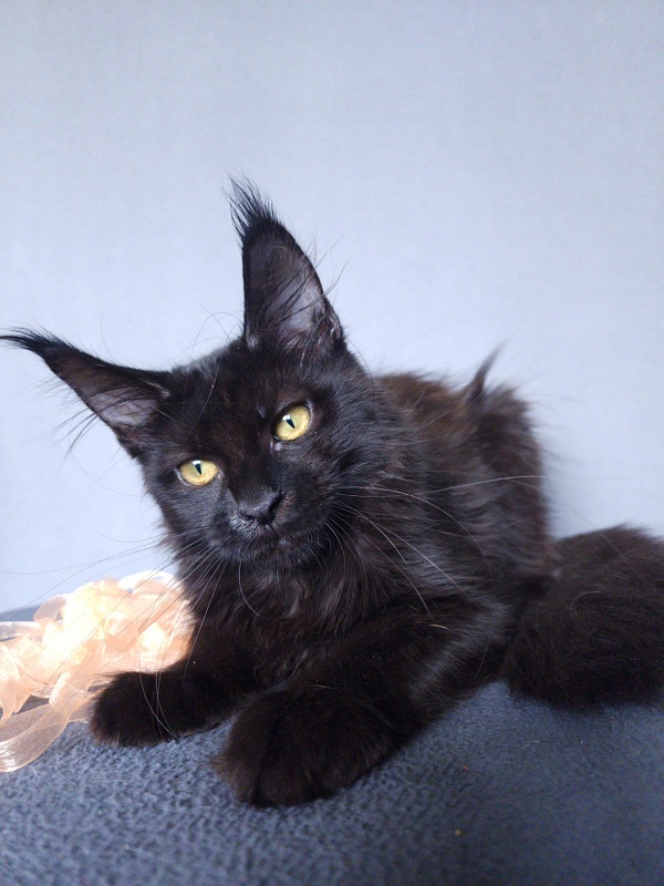 Zolushka  Akbars - Kitten maine-coon 3 months 3.5 weeks