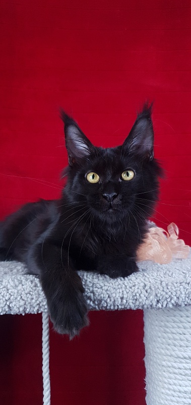 Zolushka  Akbars - Kitten maine-coon 4 months 3 weeks