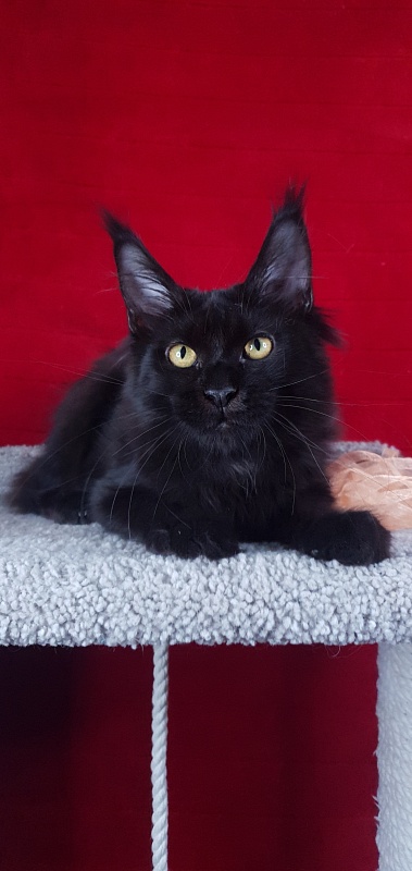 Zolushka  Akbars - Kitten maine-coon 4 months 3 weeks