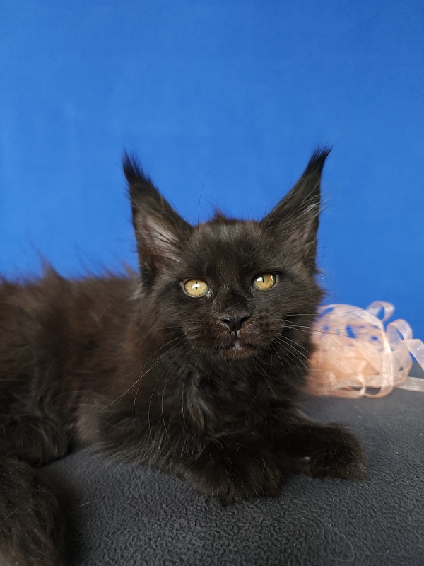 Zolushka  Akbars - Kitten maine-coon 1 month 3.5 weeks