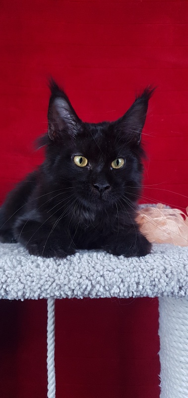 Zolushka  Akbars - Kitten maine-coon 4 months 3 weeks