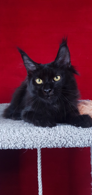 Zolushka  Akbars - Kitten maine-coon 4 months 3 weeks