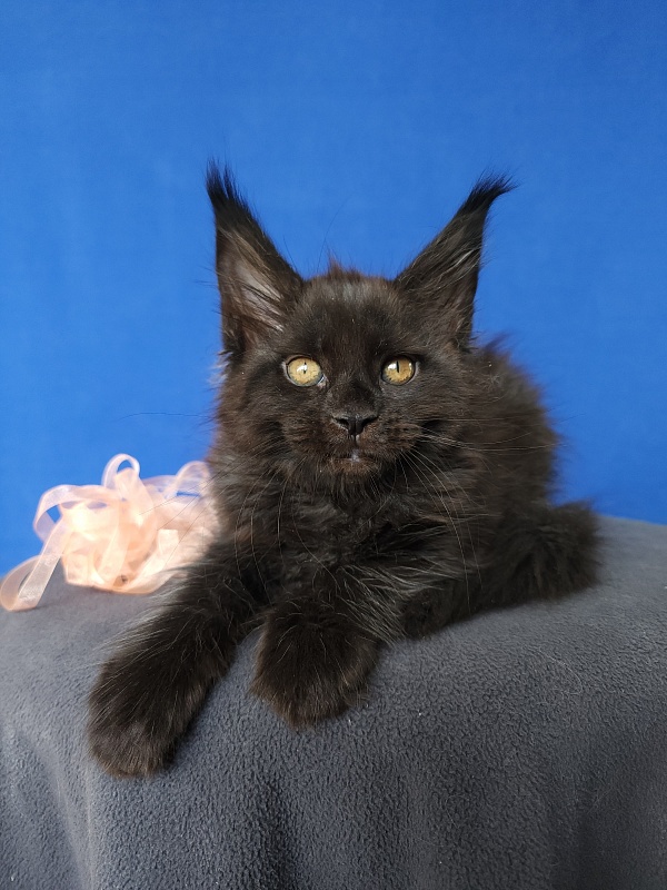 Zolushka  Akbars - Kitten maine-coon 1 month 3.5 weeks