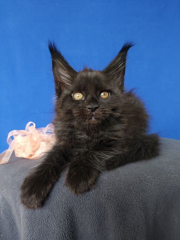 Zolushka  Akbars - Kitten maine-coon 1 month 3.5 weeks