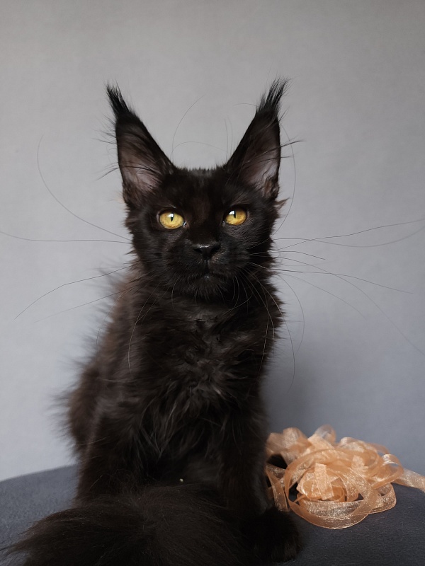 Zolushka  Akbars - Kitten maine-coon 3.5 months