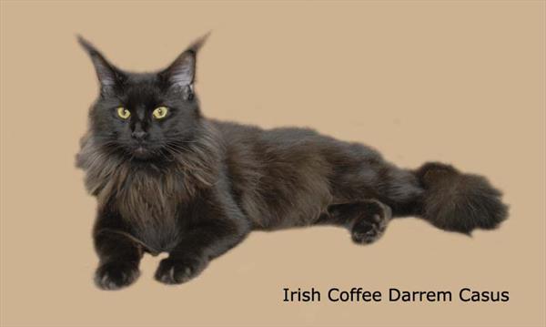Irish Cofee Darrem Casus - maine-coon
