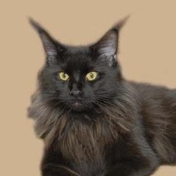 Irish Cofee Darrem Casus