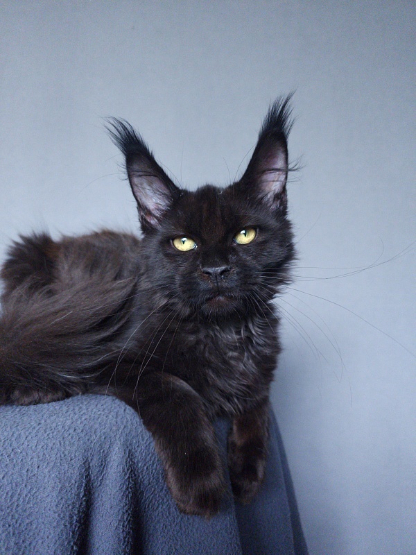 Zaika  Akbars - Kitten maine-coon 3 months 3.5 weeks