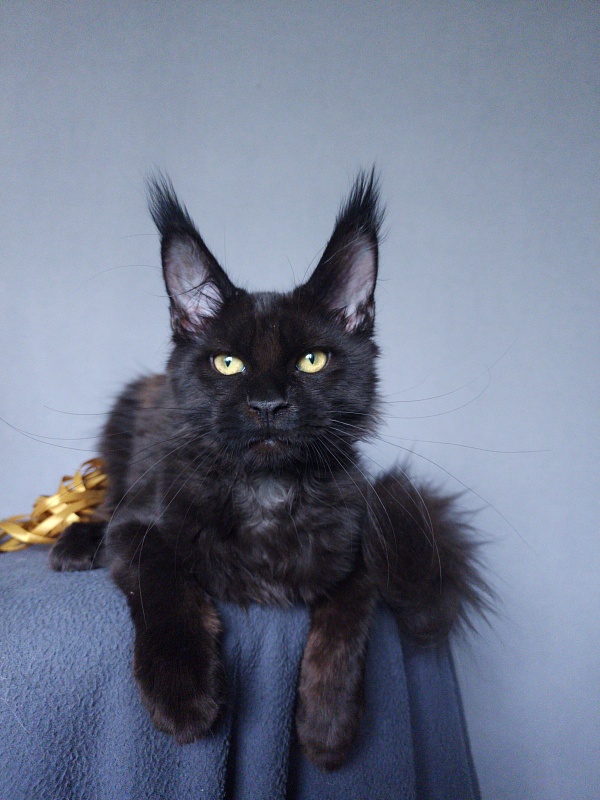 Zaika  Akbars - Kitten maine-coon 3 months 3.5 weeks