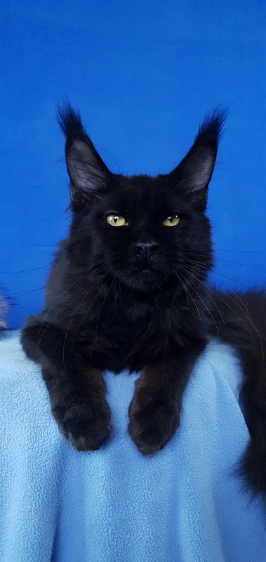 Zaika  Akbars - Kitten maine-coon 4 months 3 weeks