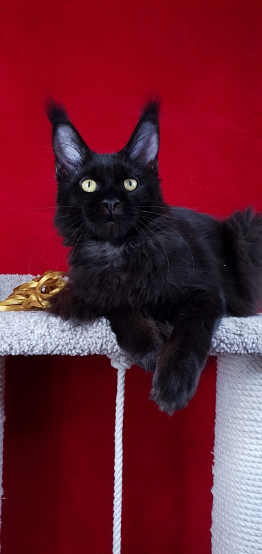 Zaika  Akbars - Kitten maine-coon 4 months 3 weeks