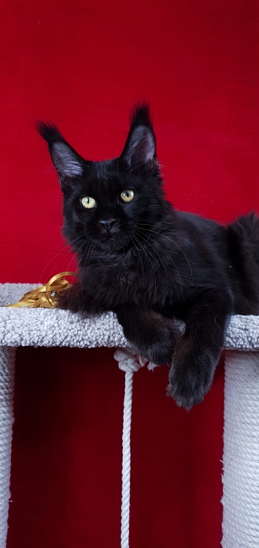 Zaika  Akbars - Kitten maine-coon 4 months 3 weeks