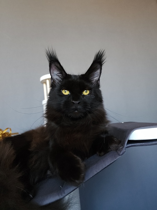 Zaika  Akbars - Kitten maine-coon 6.5 months