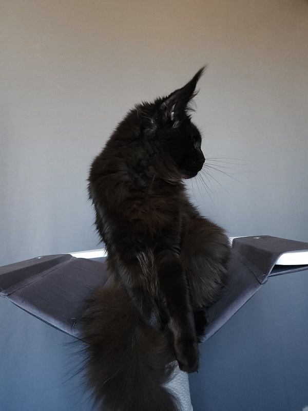 Zaika  Akbars - Kitten maine-coon 6.5 months