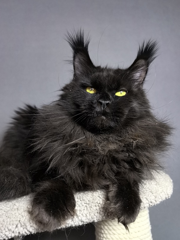 Zaika  Akbars - Adult maine-coon 1 year 10 months 1 week