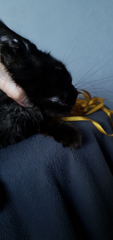 Zaika  Akbars - Kitten maine-coon 3.5 months