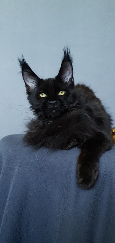 Zaika  Akbars - Kitten maine-coon 3.5 months