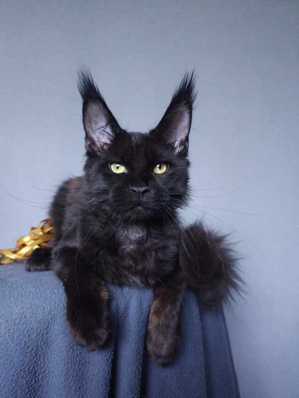 Zaika  Akbars - Kitten maine-coon 3 months 3.5 weeks