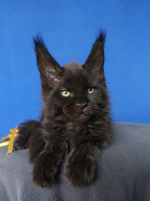 Zaika  Akbars - Kitten maine-coon 1 month 3.5 weeks